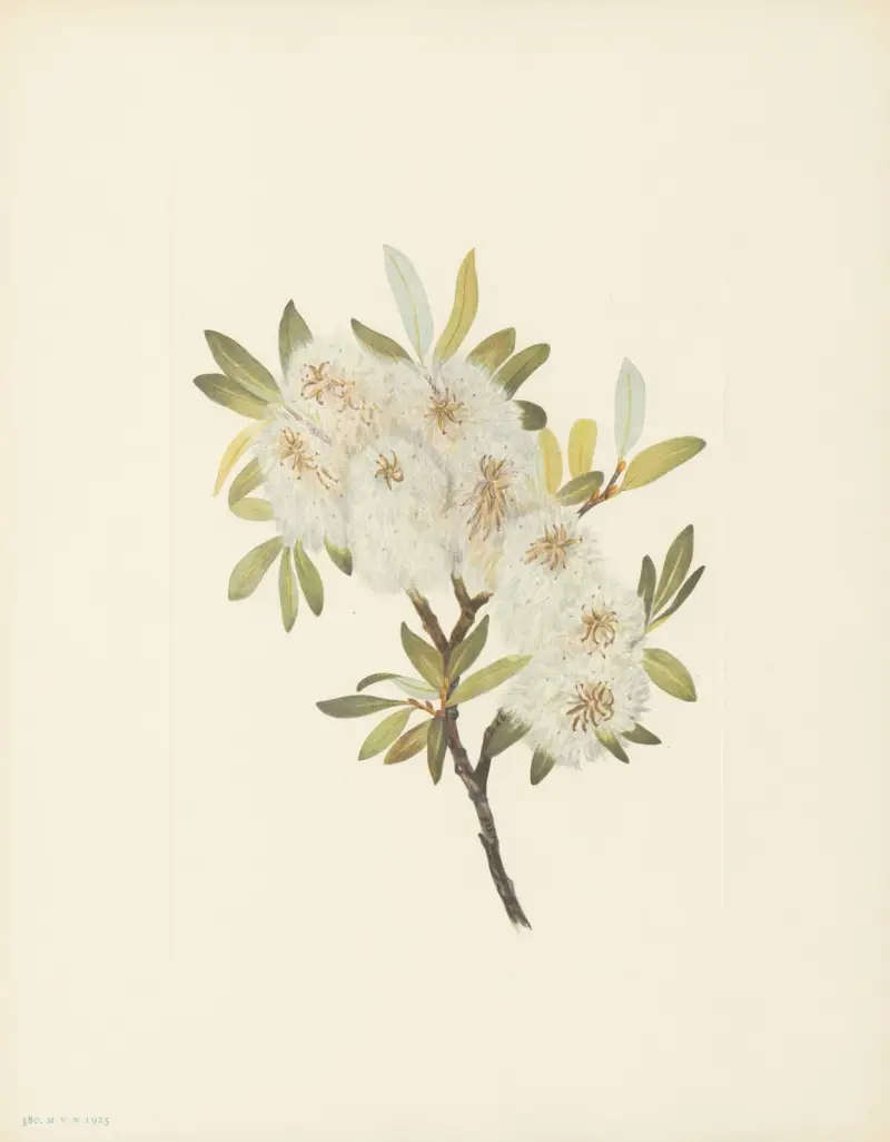Drummondova vrba (Salix drummondiana), Mary Vaux Walcott