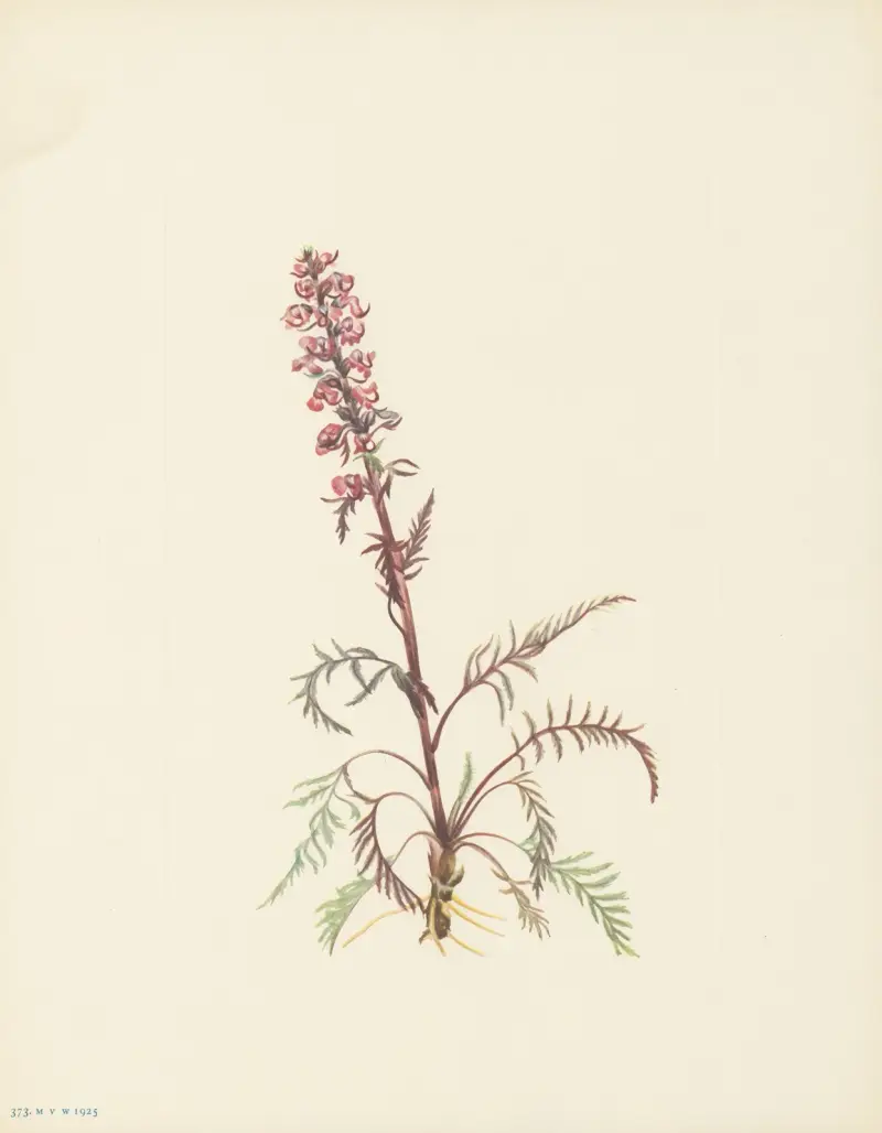 Elephanthead (Pedicularis Groenlandica), Mary Vaux Walcott