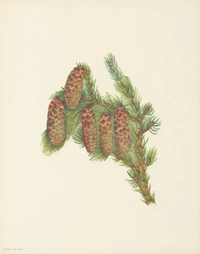 Engelmann-Fichte (Picea engelmannii) von Mary Vaux Walcott