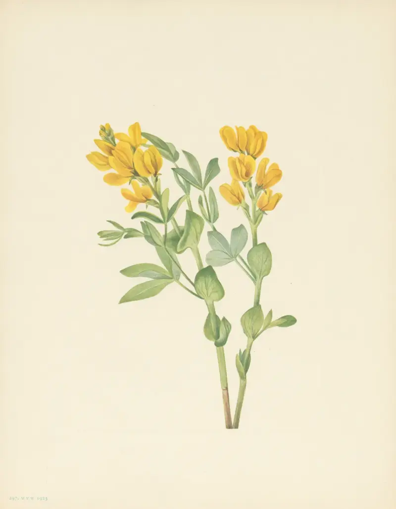 Goldenpea (Thermopsis rhombifolia) von Mary Vaux Walcott