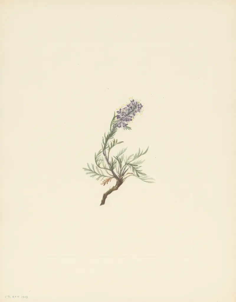 Graue Phacelia (Phacelia sericea) von Mary Vaux Walcott