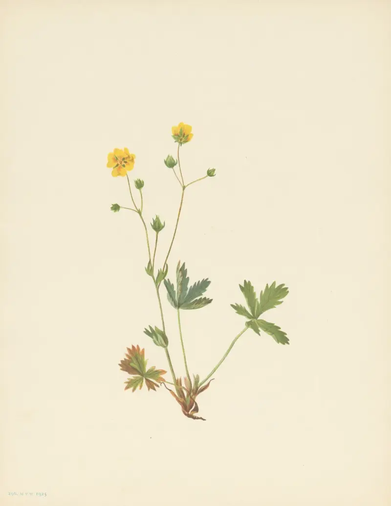 Graublättriges Fingerkraut (Potentilla glaucophylla) von Mary Vaux Walcott