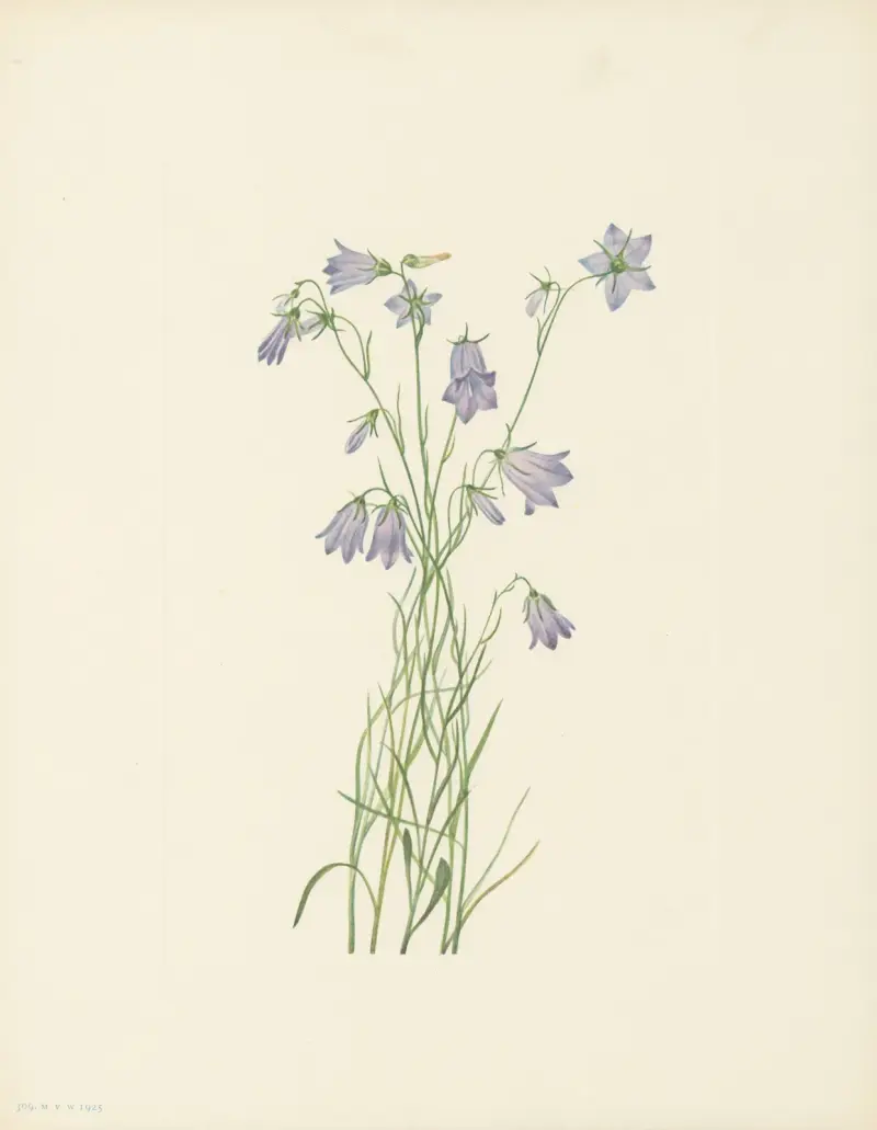 Zvonek okrouhlolistý (Campanula rotundifolia), Mary Vaux Walcott