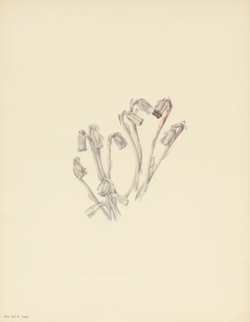 Indianpipe (Monotropa uniflora), Mary Vaux Walcott