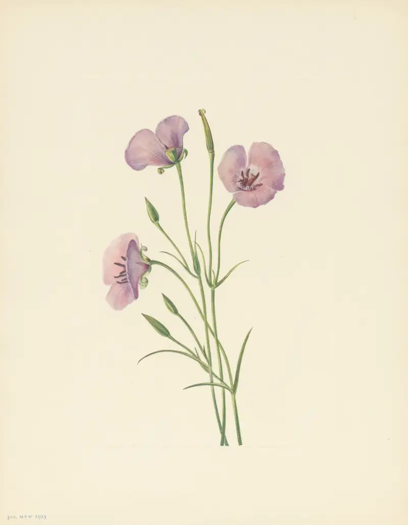 Lilac Mariposa (Calochortus splendens) von Mary Vaux Walcott