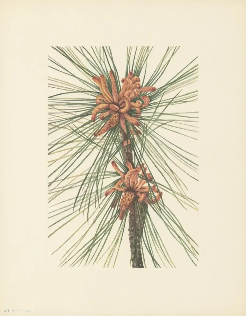 Weihrauch-Kiefer (Pinus taeda) von Mary Vaux Walcott
