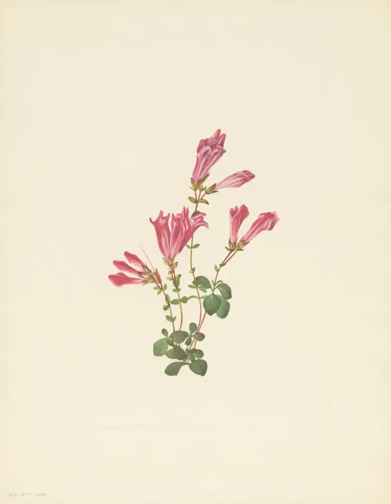 Menzies pentstemon (Pentstemon menziesii), Mary Vaux Walcott