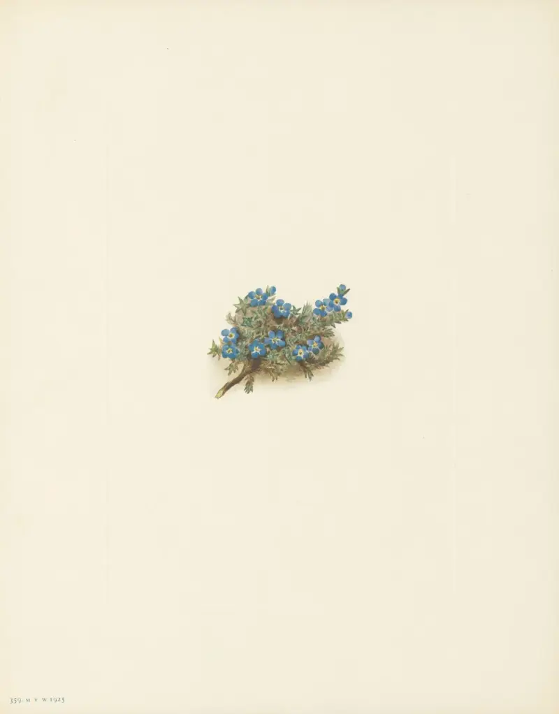 Mossförgätmigej (Eritrichum elongatum) von Mary Vaux Walcott