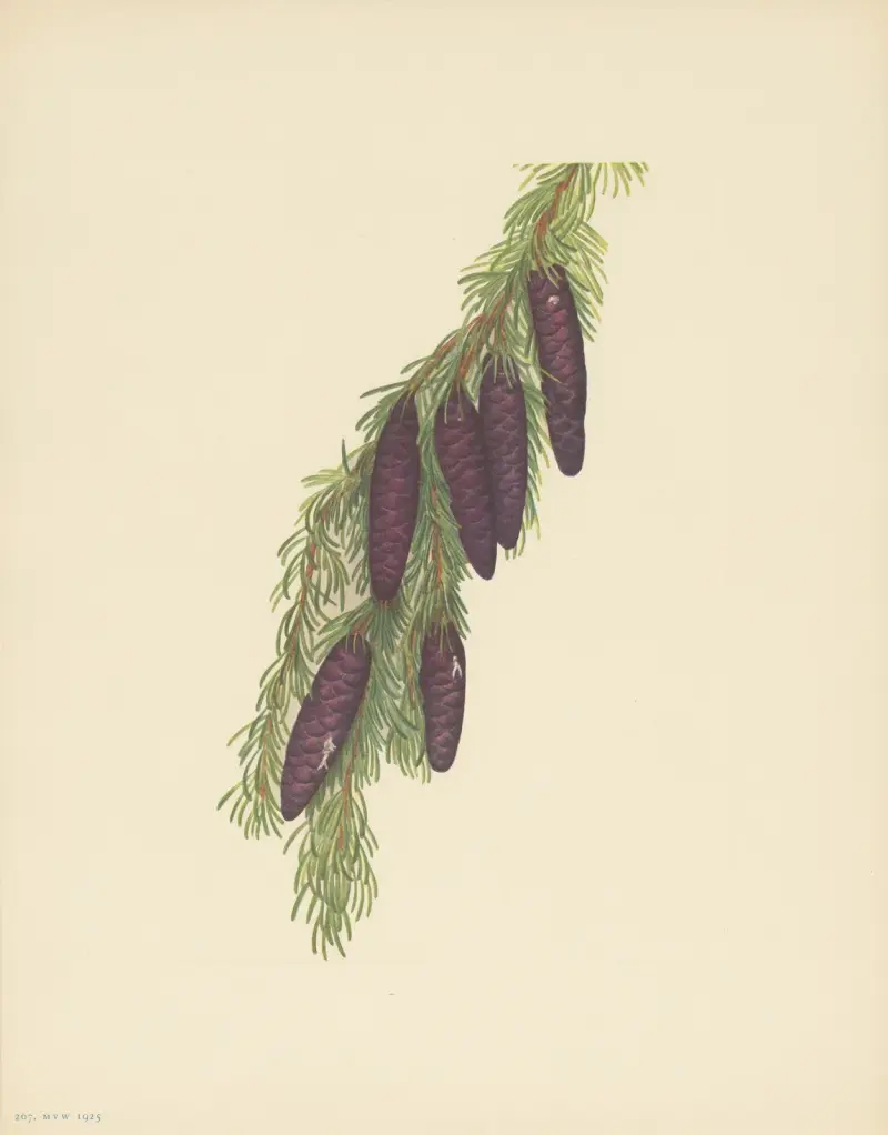 Horský jedlovec (Tsuga mertensiana), Mary Vaux Walcott