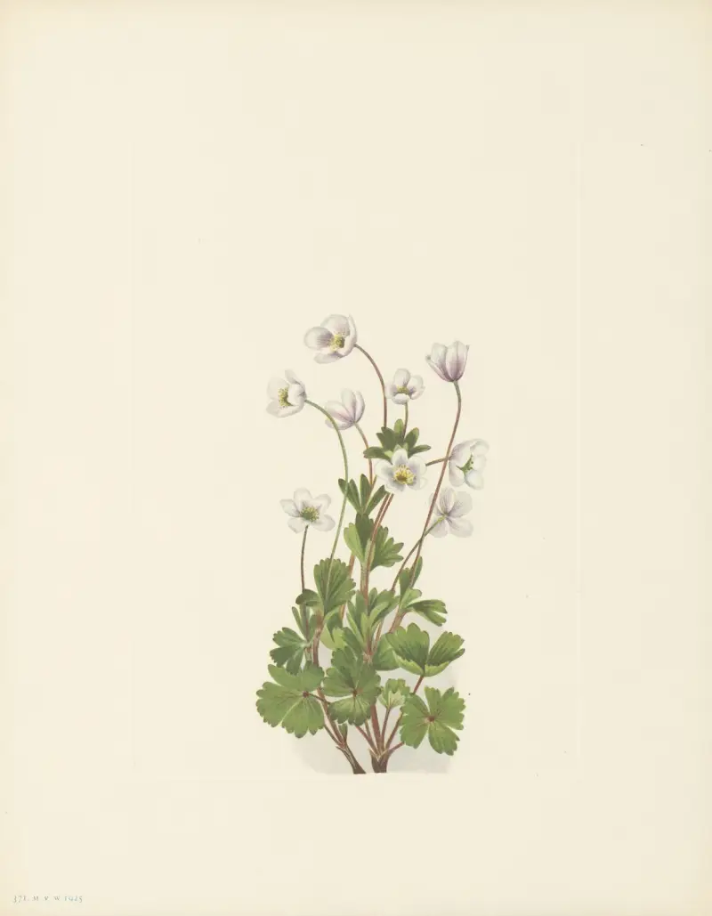 Nordlige Anemone (Anemone parviflora) von Mary Vaux Walcott