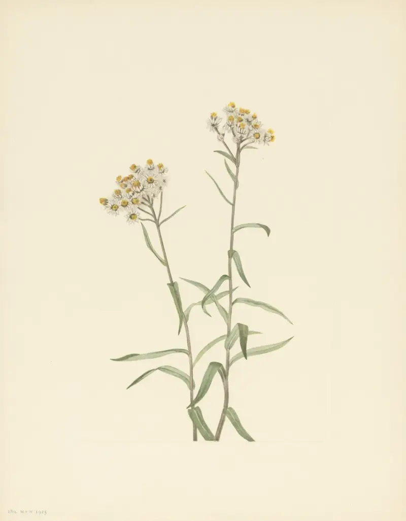 Perlglanzend Strohblume (Anaphalis margaritacea) von Mary Vaux Walcott