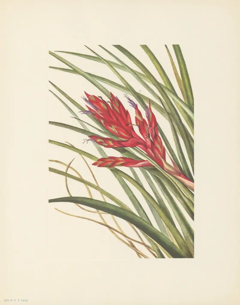 Quill-leaf Tillandsia (Tillandsia fasciculata) von Mary Vaux Walcott