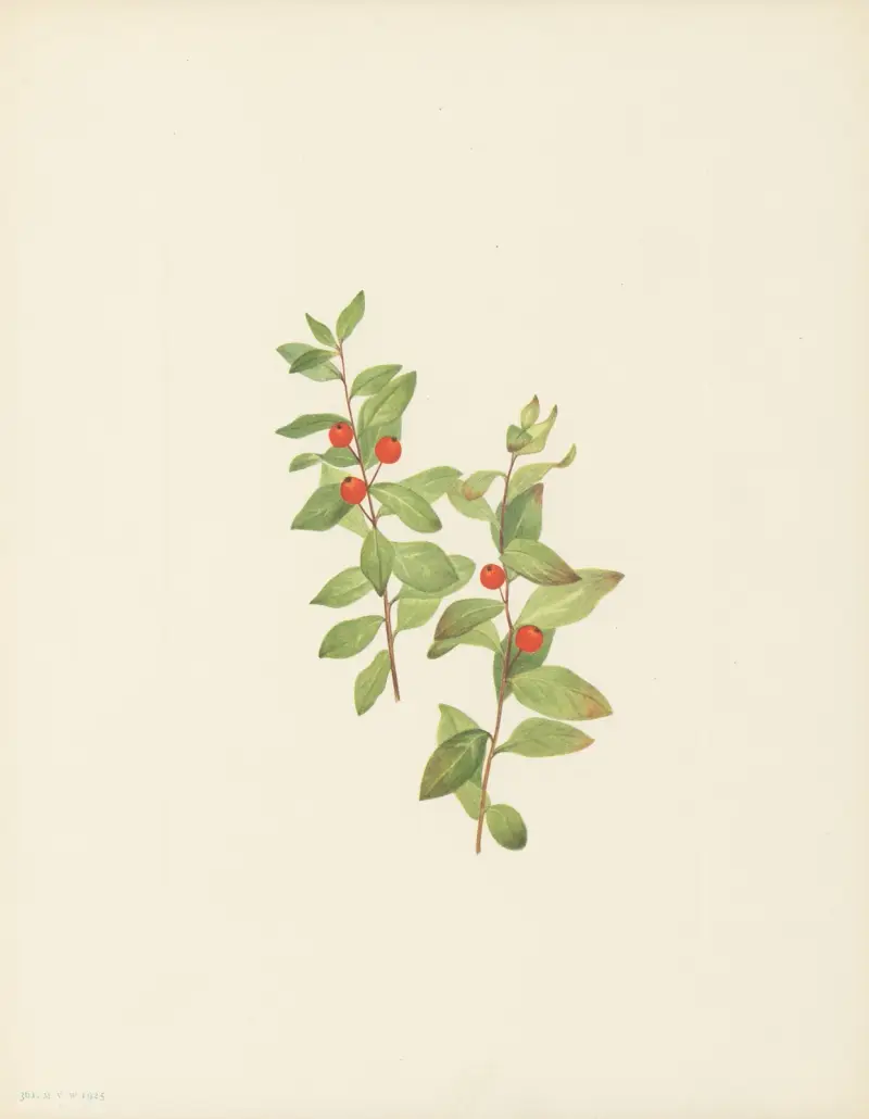 Červená comandra (Comandra livida), Mary Vaux Walcott