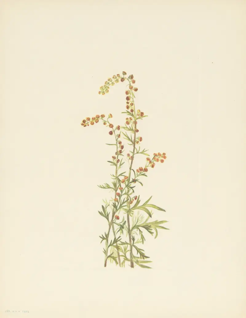 Bylica skalna (Artemisia discolor), Mary Vaux Walcott