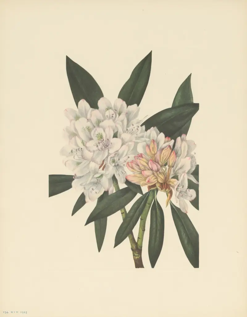 Pěnišník největší (Rhododendron maximum), Mary Vaux Walcott