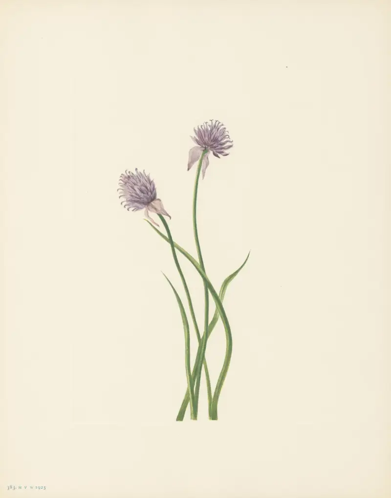 Sibirischer Lauch (Allium sibericum) von Mary Vaux Walcott