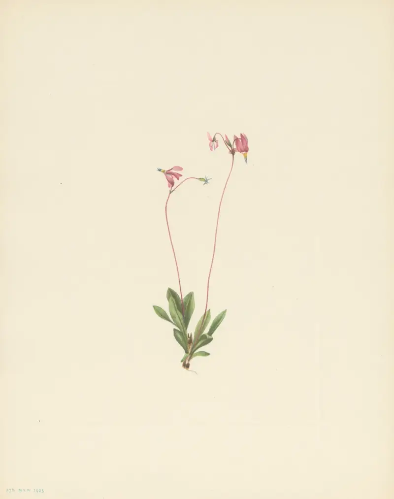 Slender Shootingstar (Dodecatheon pauciflorum), Mary Vaux Walcott