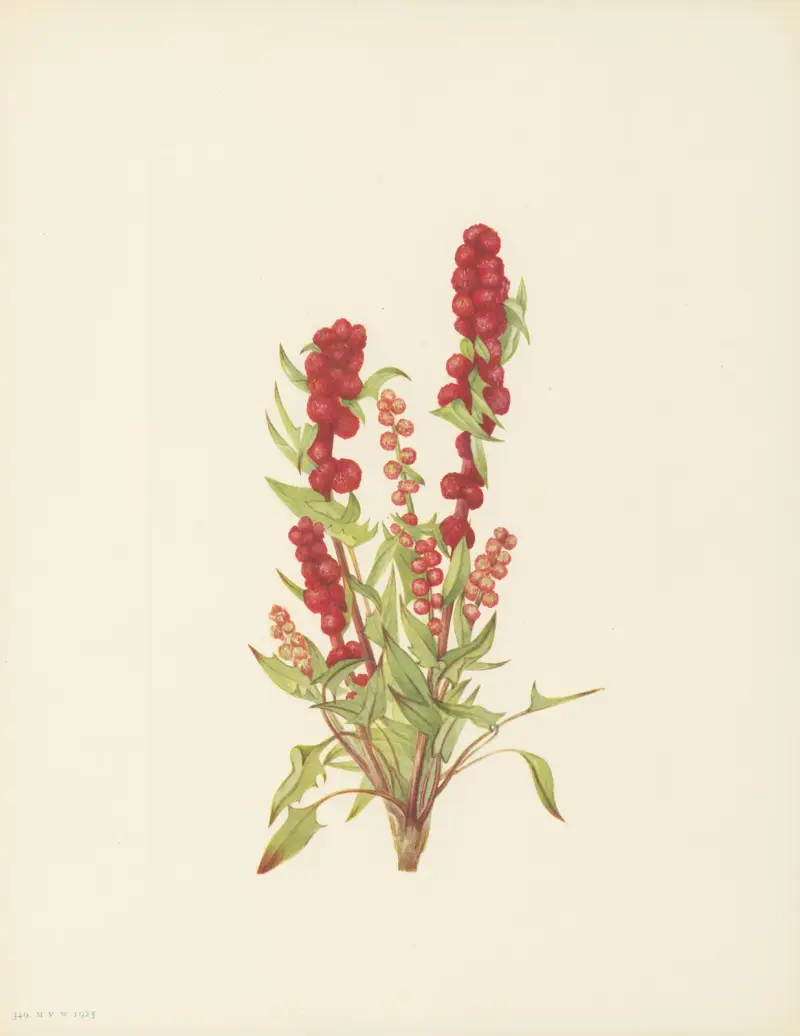 Erdbeerspinat (Chenopodium capitatum) von Mary Vaux Walcott