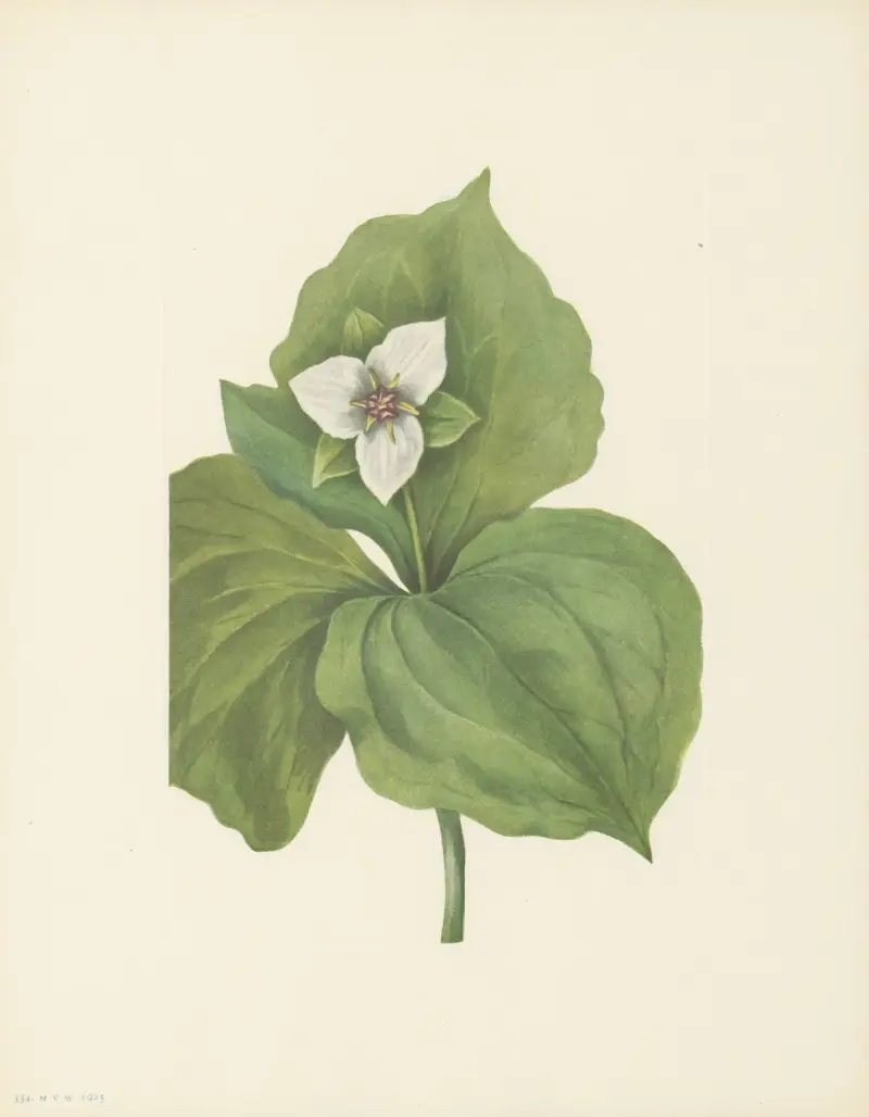 Voskovka (Trillium album), Mary Vaux Walcott