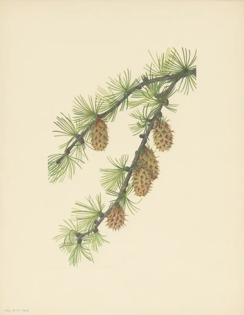 Westliche Lärche (Larix occidentalis) von Mary Vaux Walcott