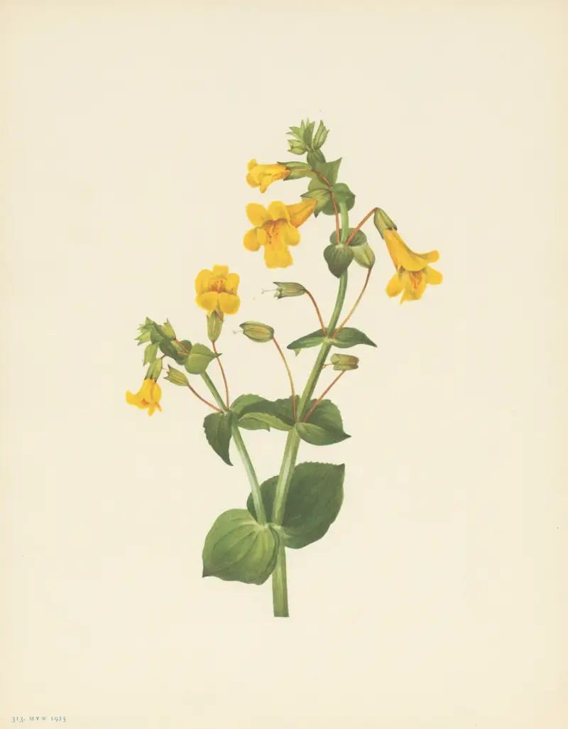 Východní kejklířka (Mimulus guttatus), Mary Vaux Walcott