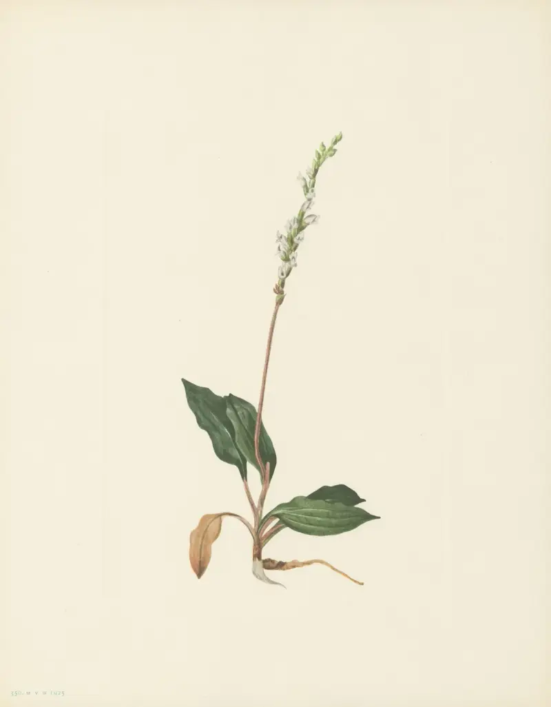Western Rattlesnakeplantain (Peramium decipiens) av Mary Vaux Walcott