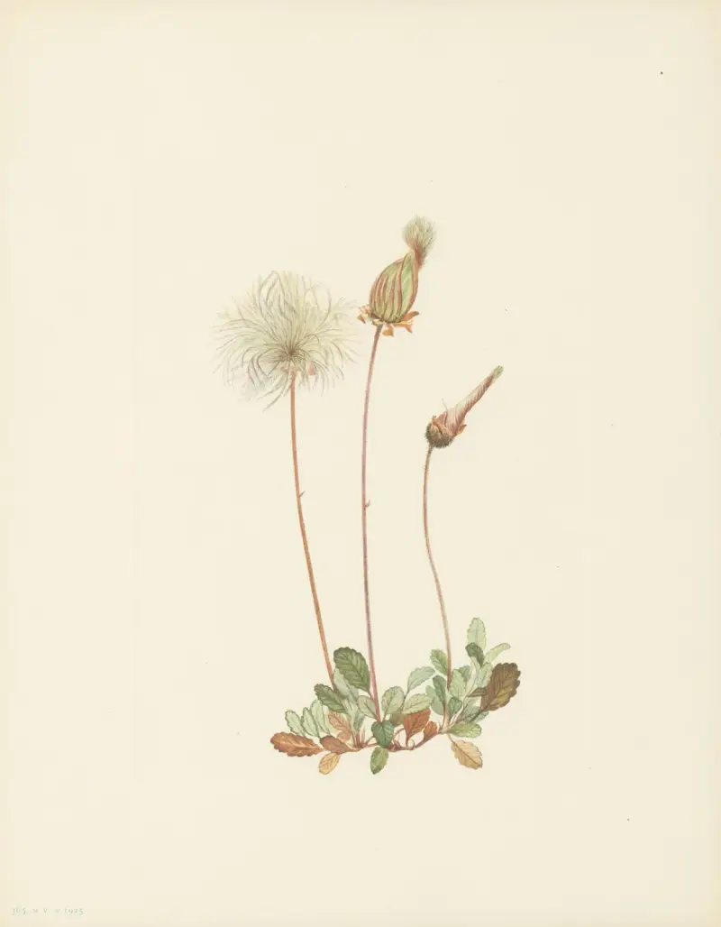 Žlutá dryáda (Dryas drummondii), Mary Vaux Walcott
