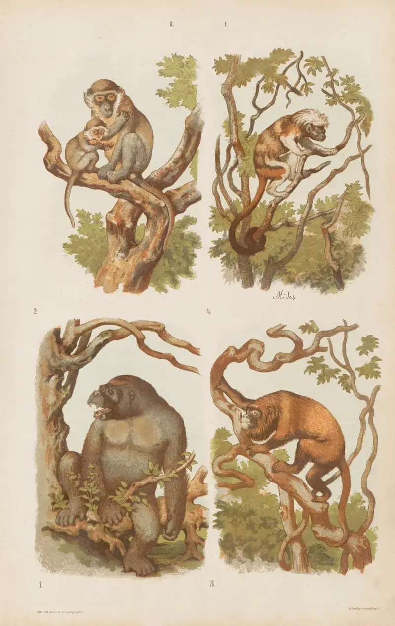 Wielki atlas do zoologii, botaniki i mineralogii Pl.001 av Gustav von Hayek