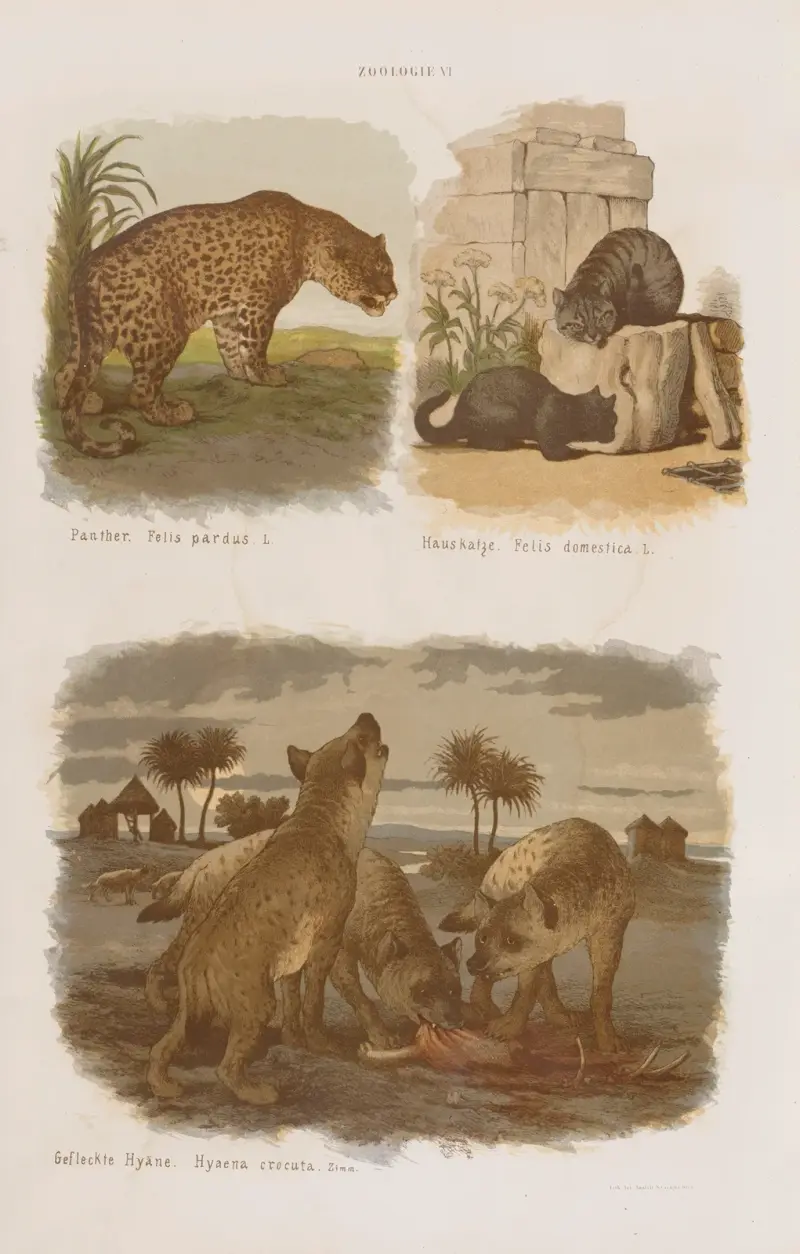 Wielki atlas do zoologii, botaniki i mineralogii Pl.006 av Gustav von Hayek