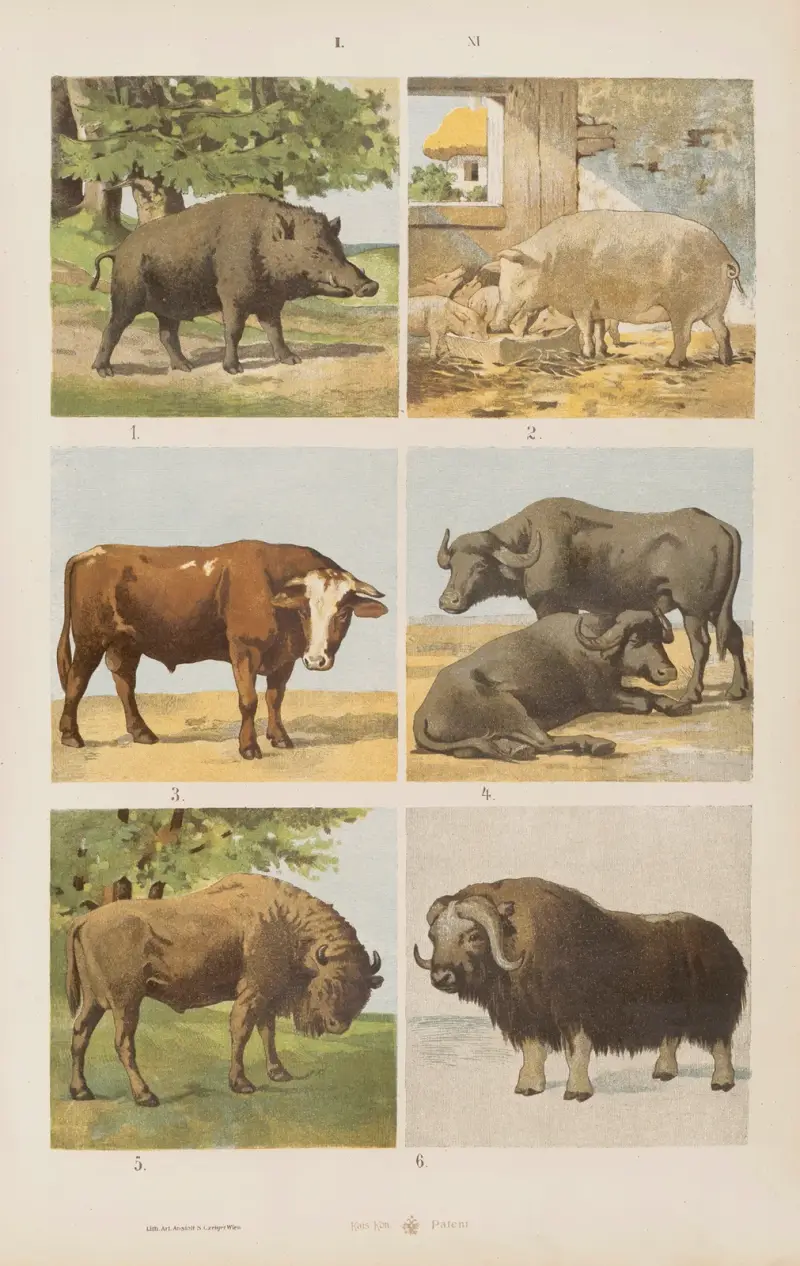 Wielki atlas do zoologii, botaniki i mineralogii Pl.011 av Gustav von Hayek