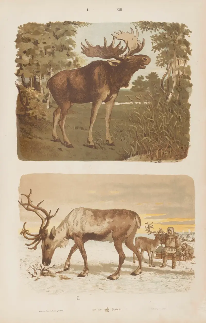 Stor atlas över zoologi, botanik och mineralogi, plansch 13 av Gustav von Hayek