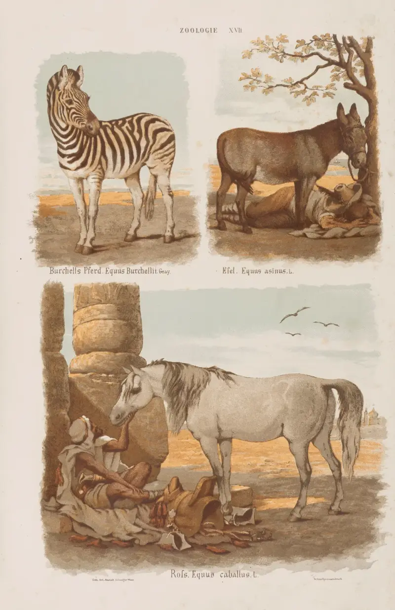 Wielki atlas do zoologii, botaniki i mineralogii Pl.017 av Gustav von Hayek