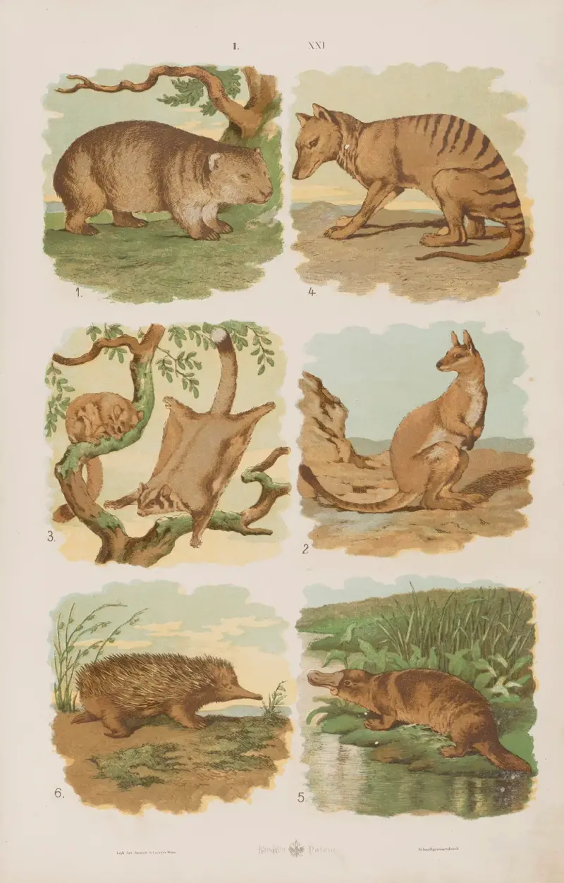 Wielki atlas do zoologii, botaniki i mineralogii Pl.021 av Gustav von Hayek