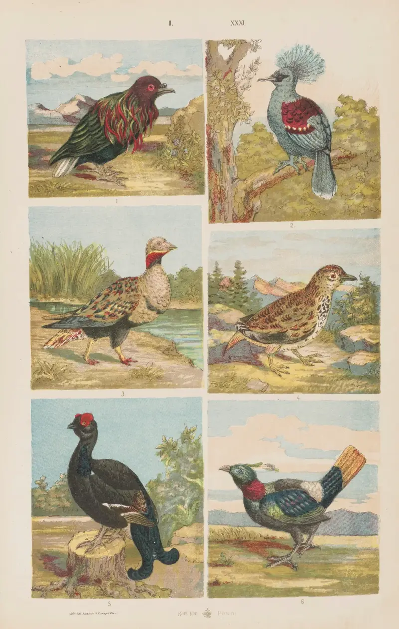 Wielki atlas do zoologii, botaniki i mineralogii Pl.031 av Gustav von Hayek