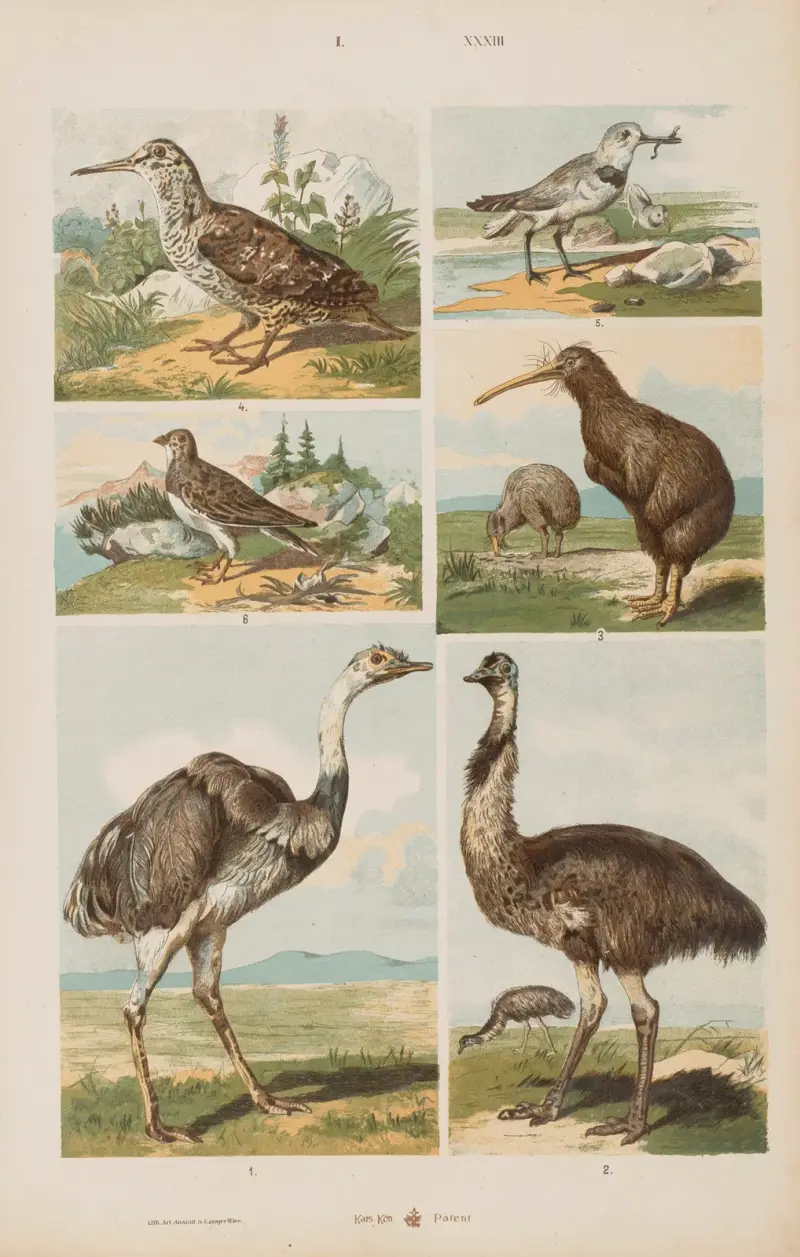 Stor atlas över zoologi, botanik och mineralogi, plansch 33 av Gustav von Hayek