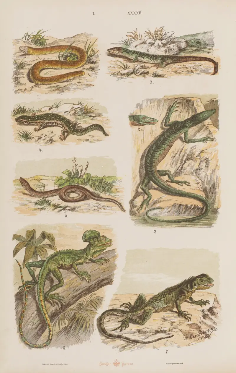 Wielki atlas do zoologii, botaniki i mineralogii Pl.042 av Gustav von Hayek