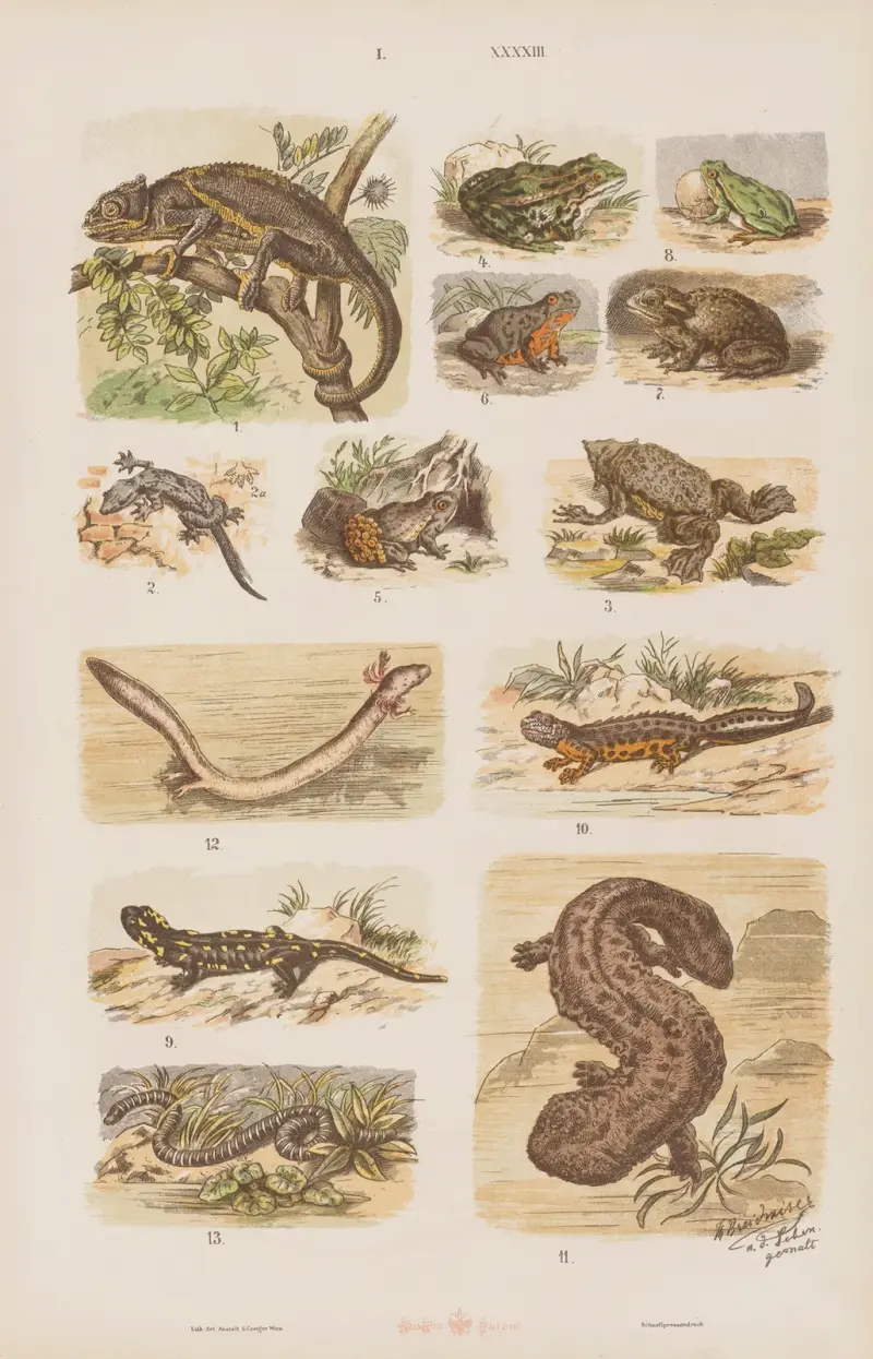 Stor atlas över zoologi, botanik och mineralogi, plansch 43 av Gustav von Hayek