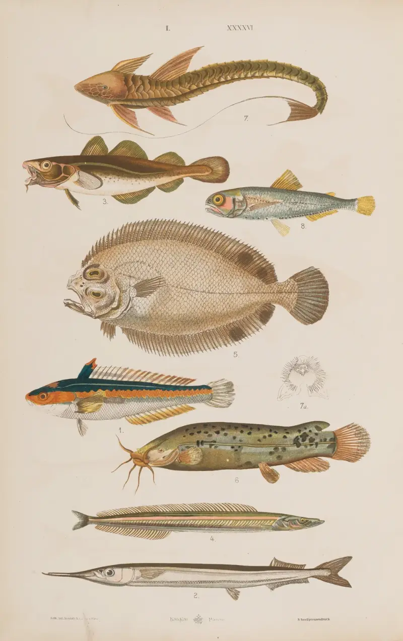 Wielki atlas do zoologii, botaniki i mineralogii Pl.046 av Gustav von Hayek