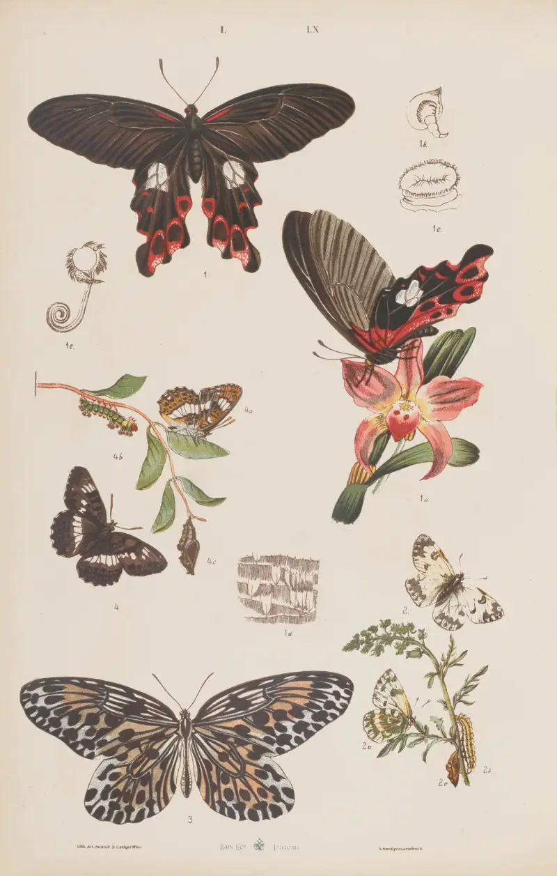 Wielki atlas do zoologii, botaniki i mineralogii Pl.060 av Gustav von Hayek