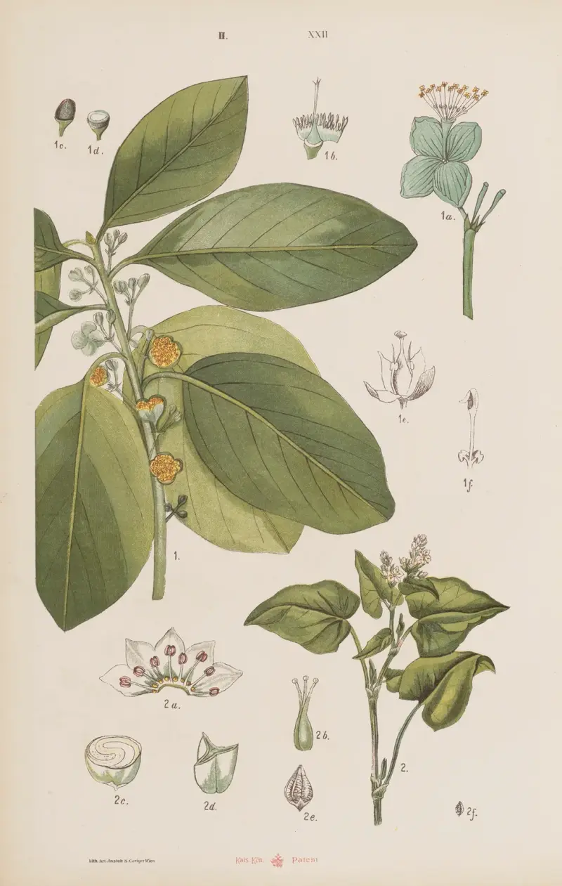 Wielki atlas do zoologii, botaniki i mineralogii Pl.094 av Gustav von Hayek