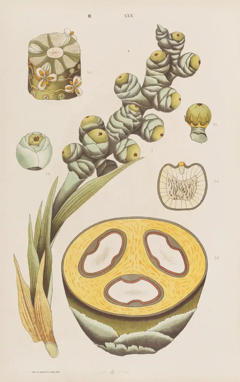 Wielki atlas do zoologii, botaniki i mineralogii Pl.102 av Gustav von Hayek