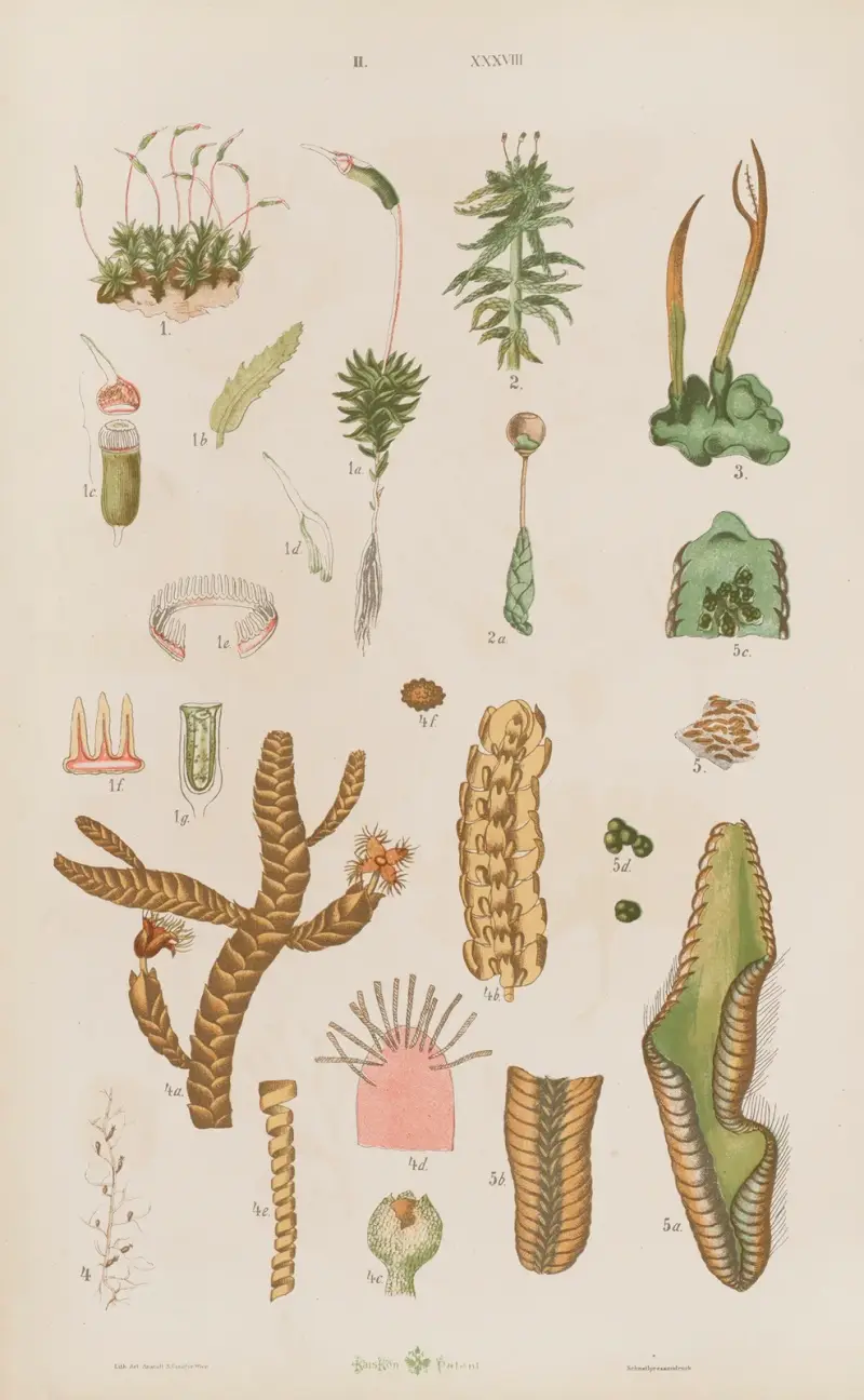 Großer Atlas der Zoologie, Botanik und Mineralogie Pl. 110 von Gustav von Hayek