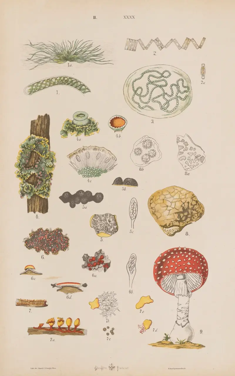 Wielki atlas do zoologii, botaniki i mineralogii Pl.112 av Gustav von Hayek