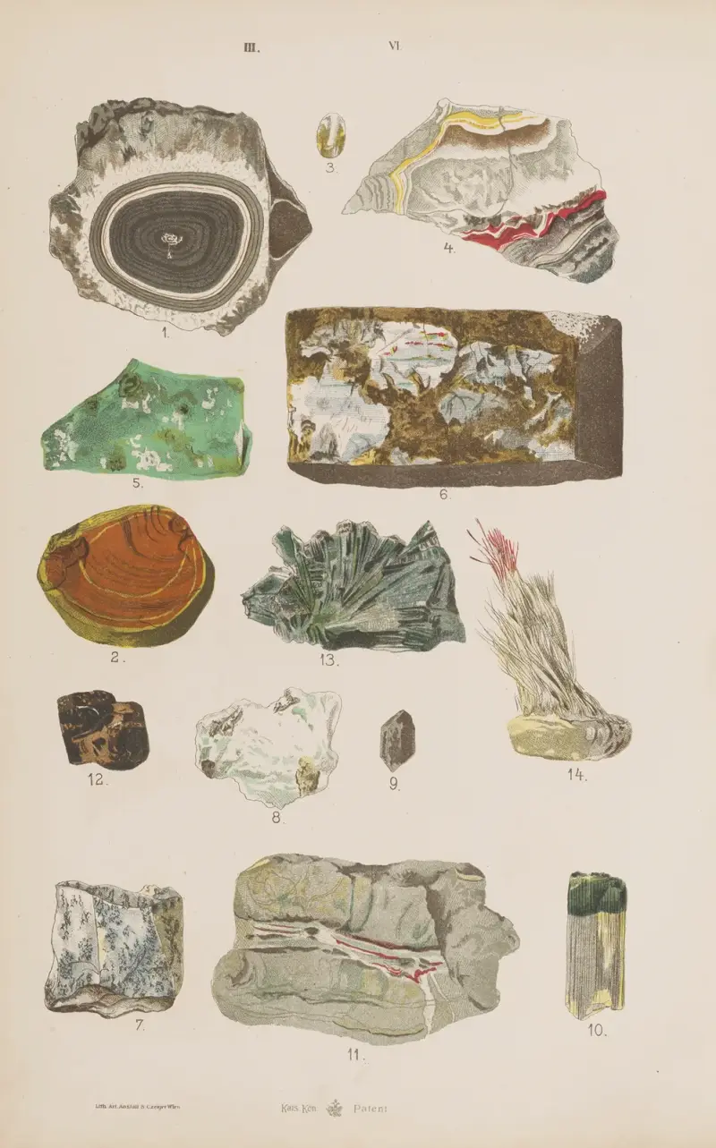 Wielki atlas do zoologii, botaniki i mineralogii Pl.118 av Gustav von Hayek