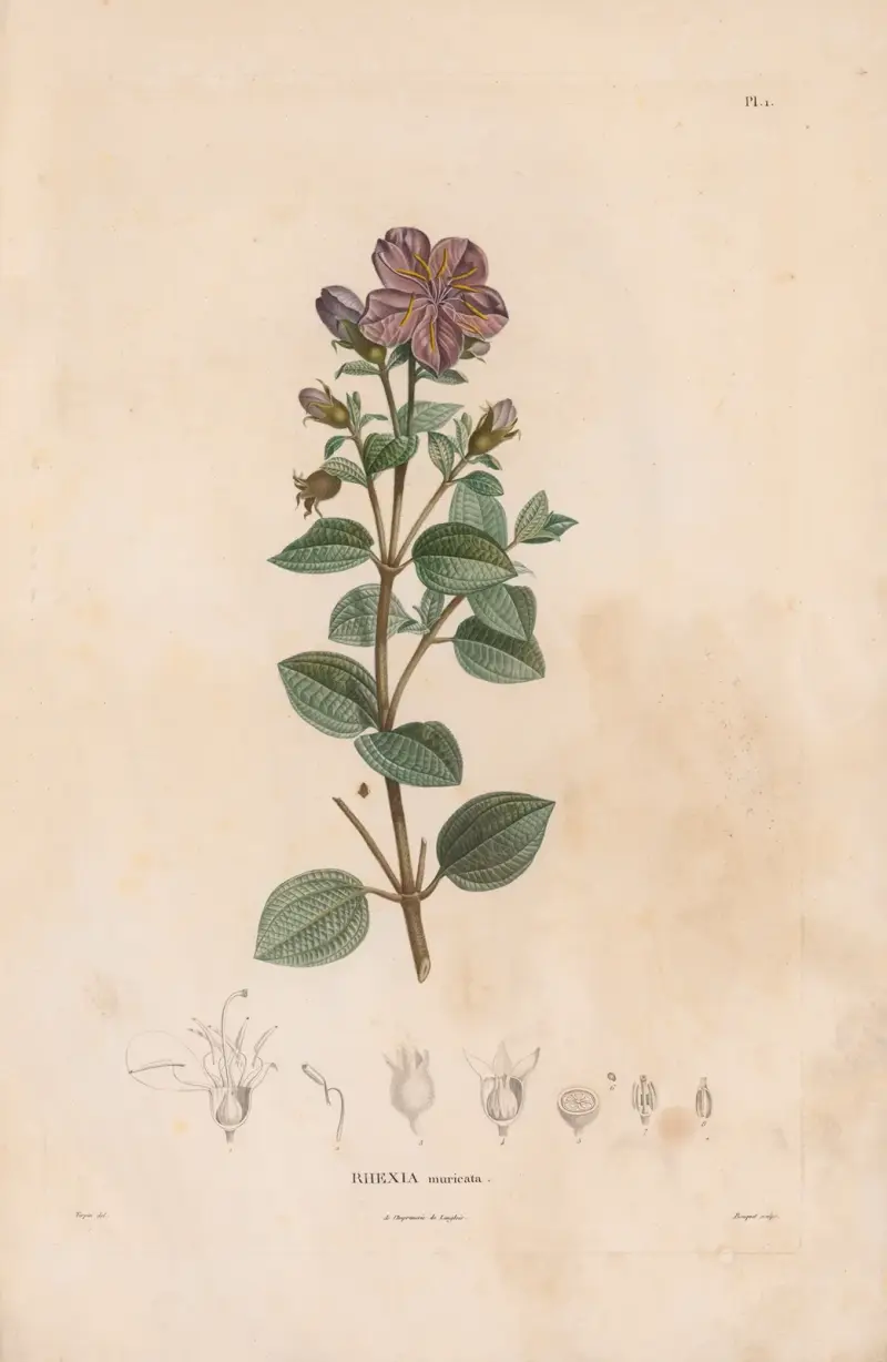 Botanik Taf. 01 von Alexander von Humboldt