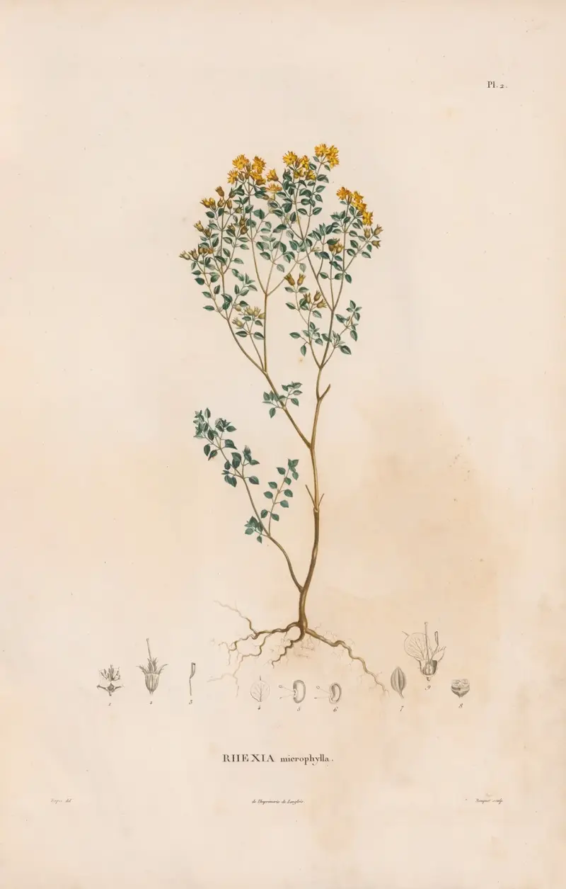 Botanique Pl.02 von Alexander von Humboldt