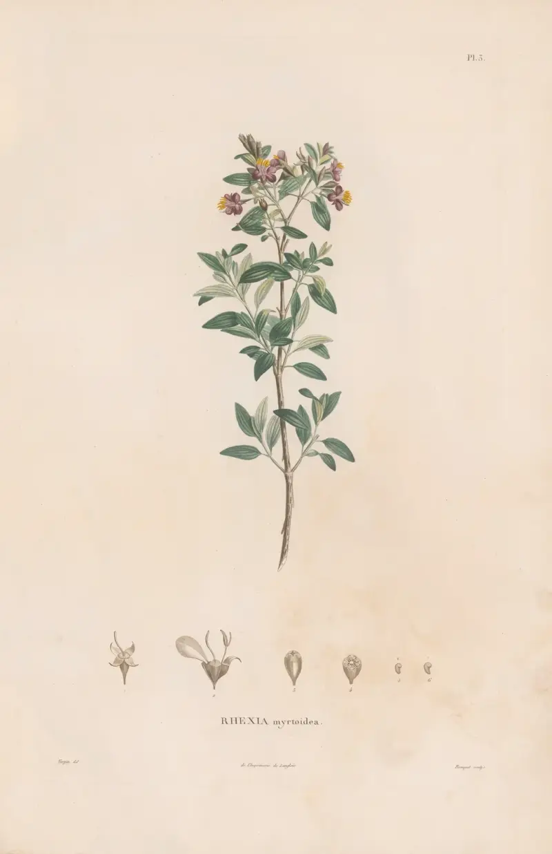 Botanique Pl.03 von Alexander von Humboldt