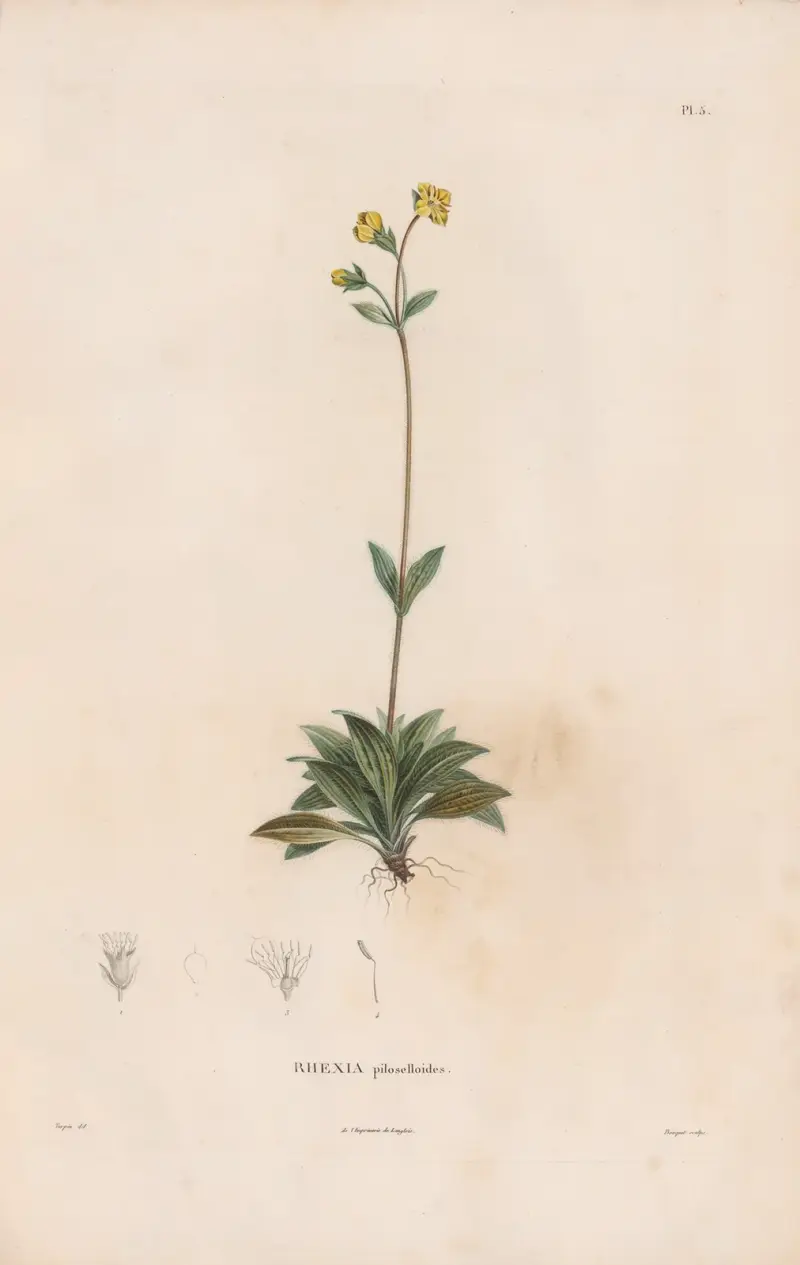 Botanique Pl. 04 von Alexander von Humboldt
