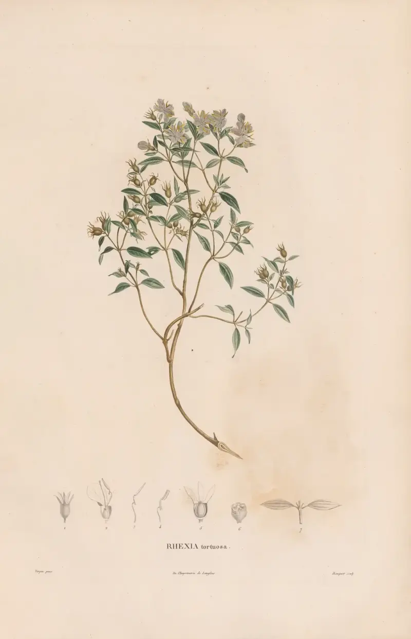 Botanique Pl.06 von Alexander von Humboldt