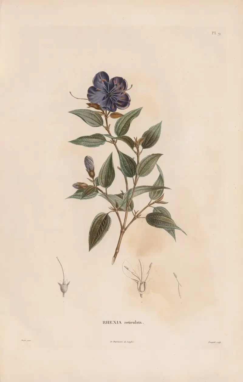 Botanique Pl.08 von Alexander von Humboldt